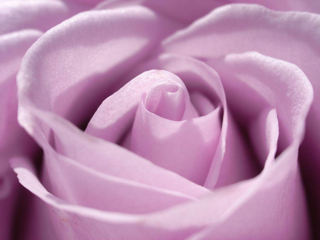 Purple Rose Picture Wallpaper