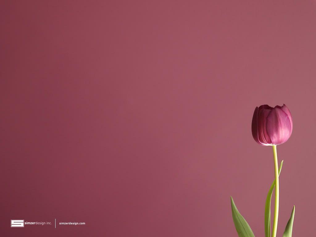 Tulip Wallpaper 15935 HD Wallpaper in Flowers