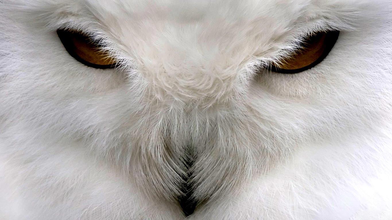 Desktop Wallpaper · Gallery · HD Notebook · Snowy Owl PC netbook