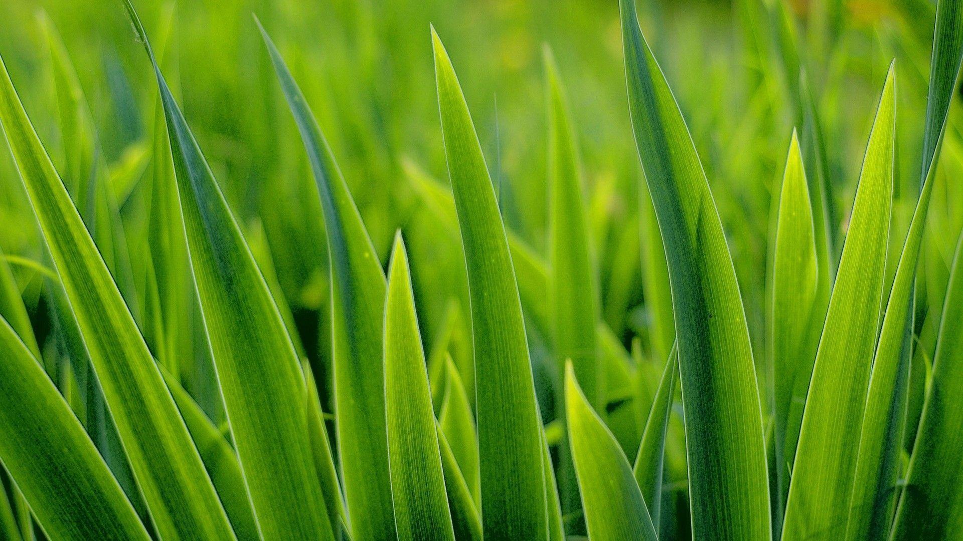 Green Grass HD Wallpaper. Green HD Wallpaper
