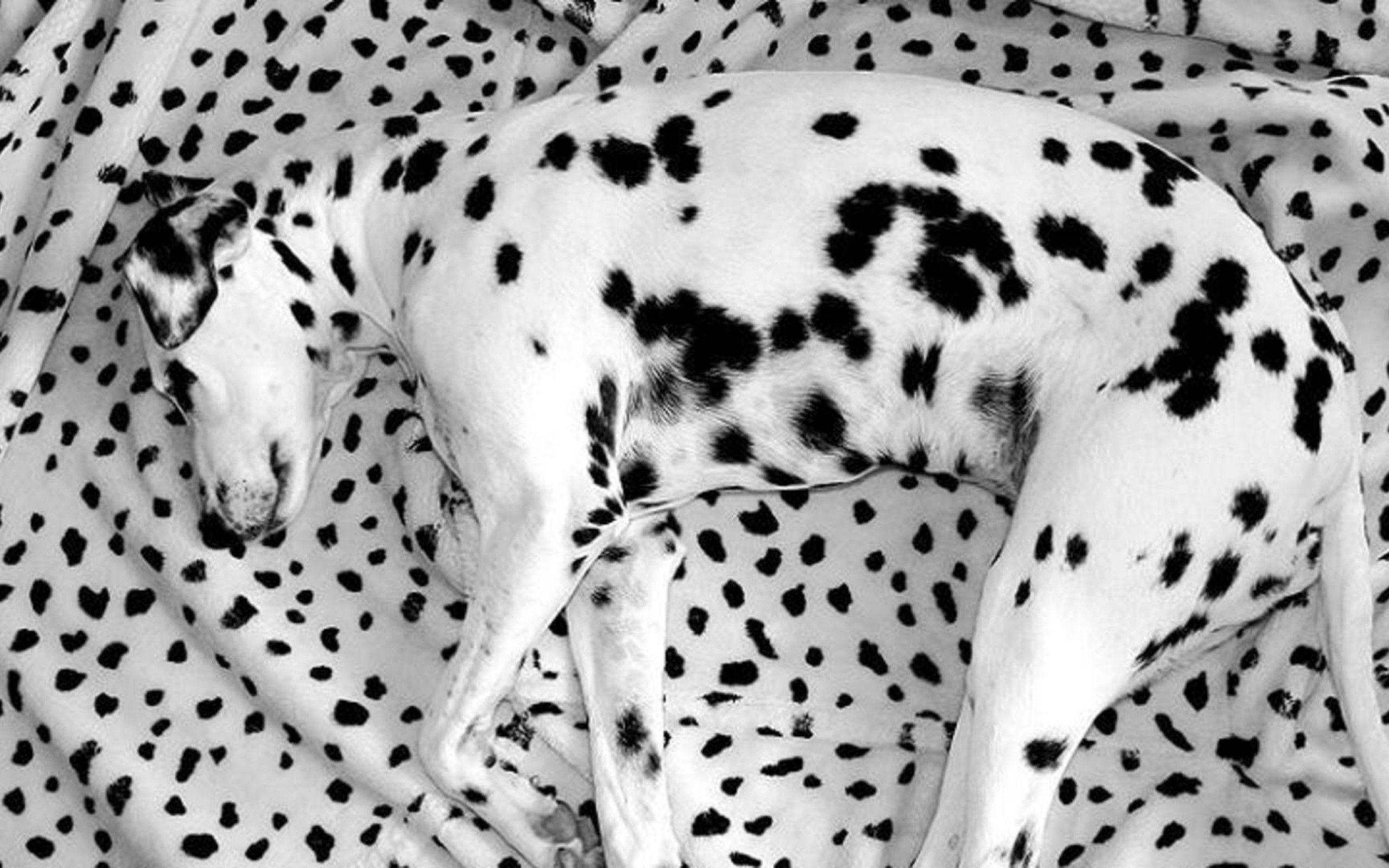 Dalmatian Photos Download The BEST Free Dalmatian Stock Photos  HD Images