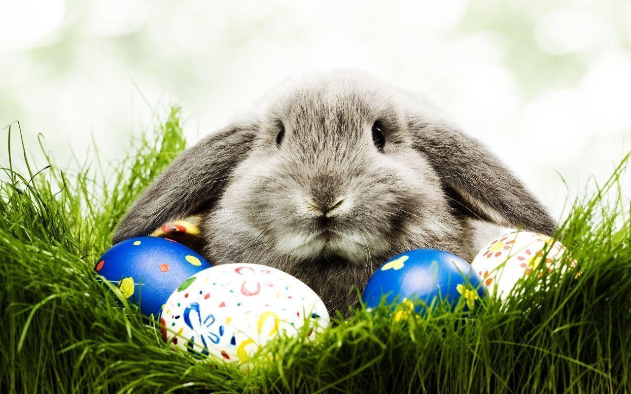 Easter Bunny Full HD Wallpaper