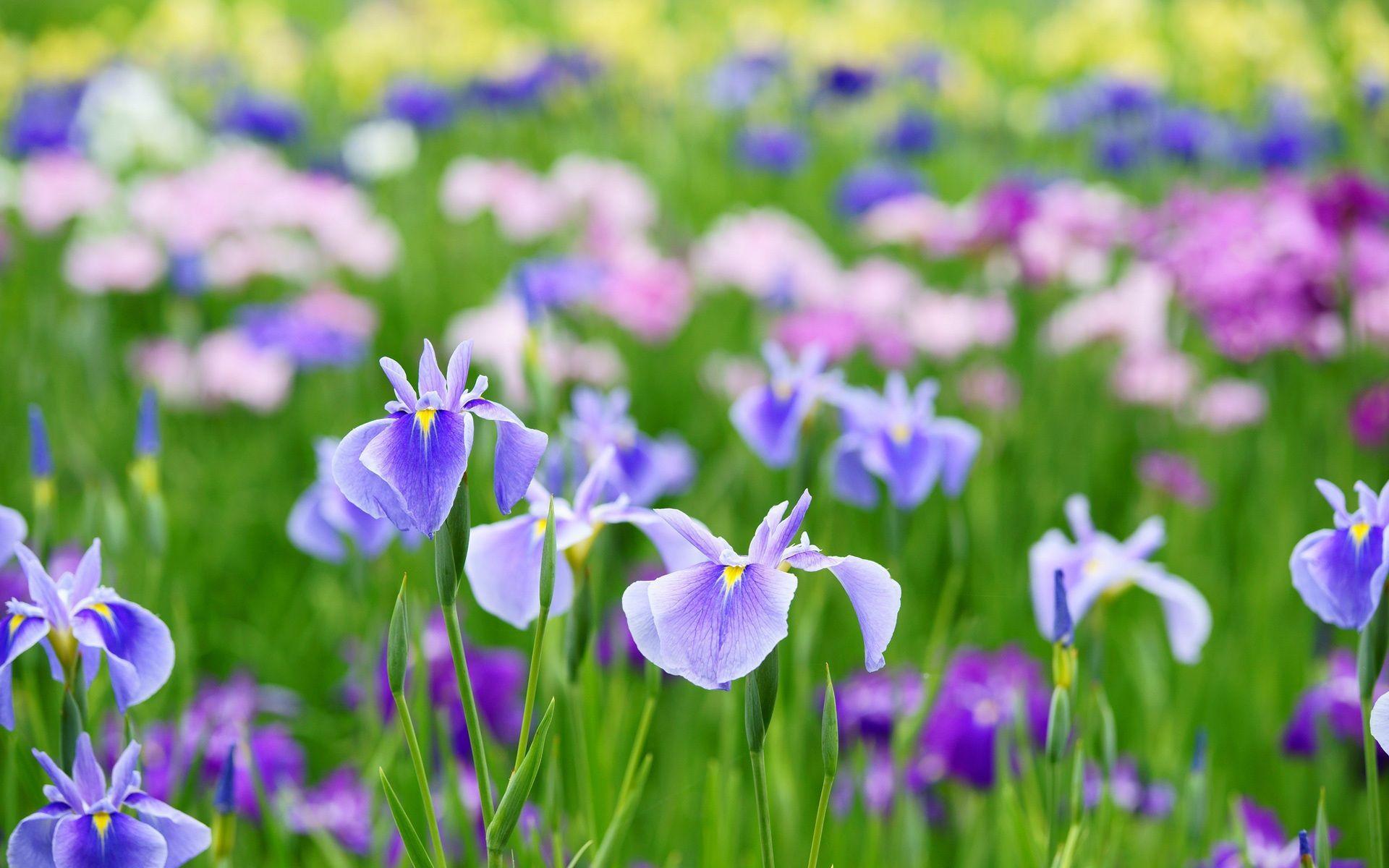 Purple Iris Flower Close Up Hazy Background HD phone wallpaper  Pxfuel