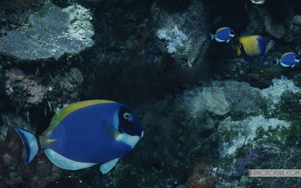 Fish Wallpaper Large Background