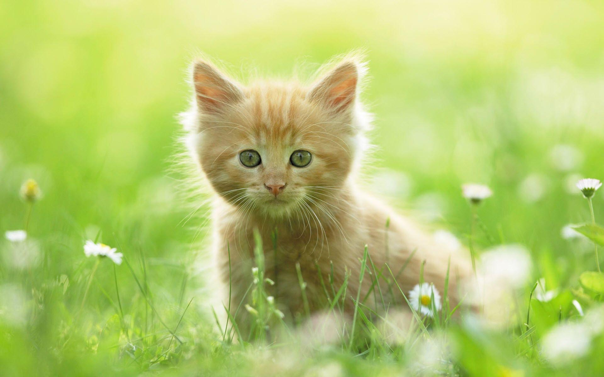 Cute Kitten Background