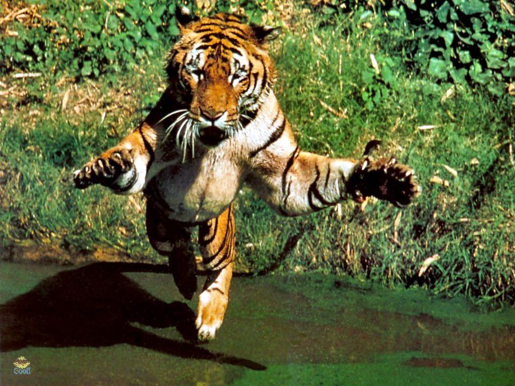 Tiger attack free desktop background wallpaper image