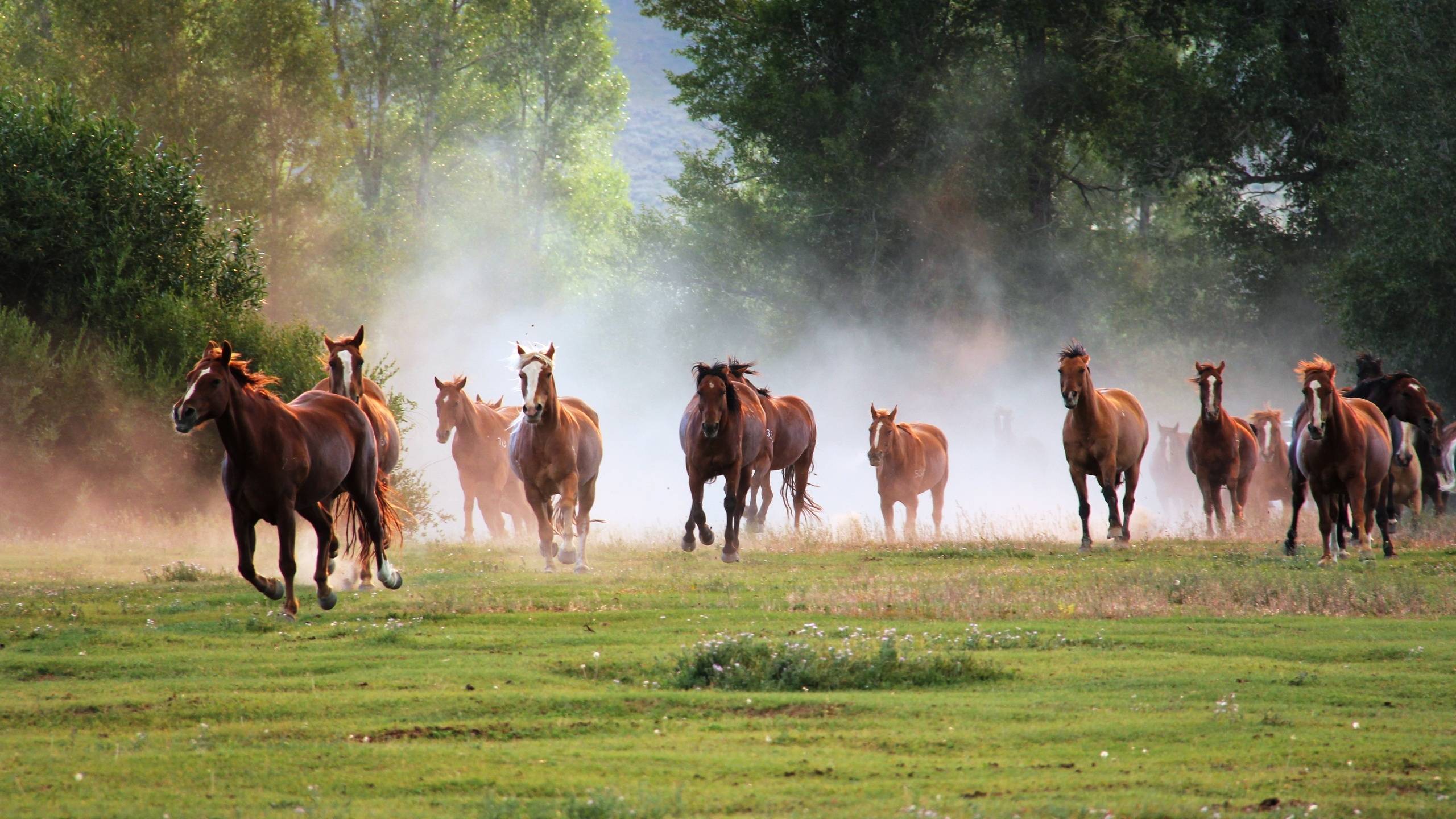 Running Black Horse Wallpaper 2560x1600 9363 Full HD Wallpaper