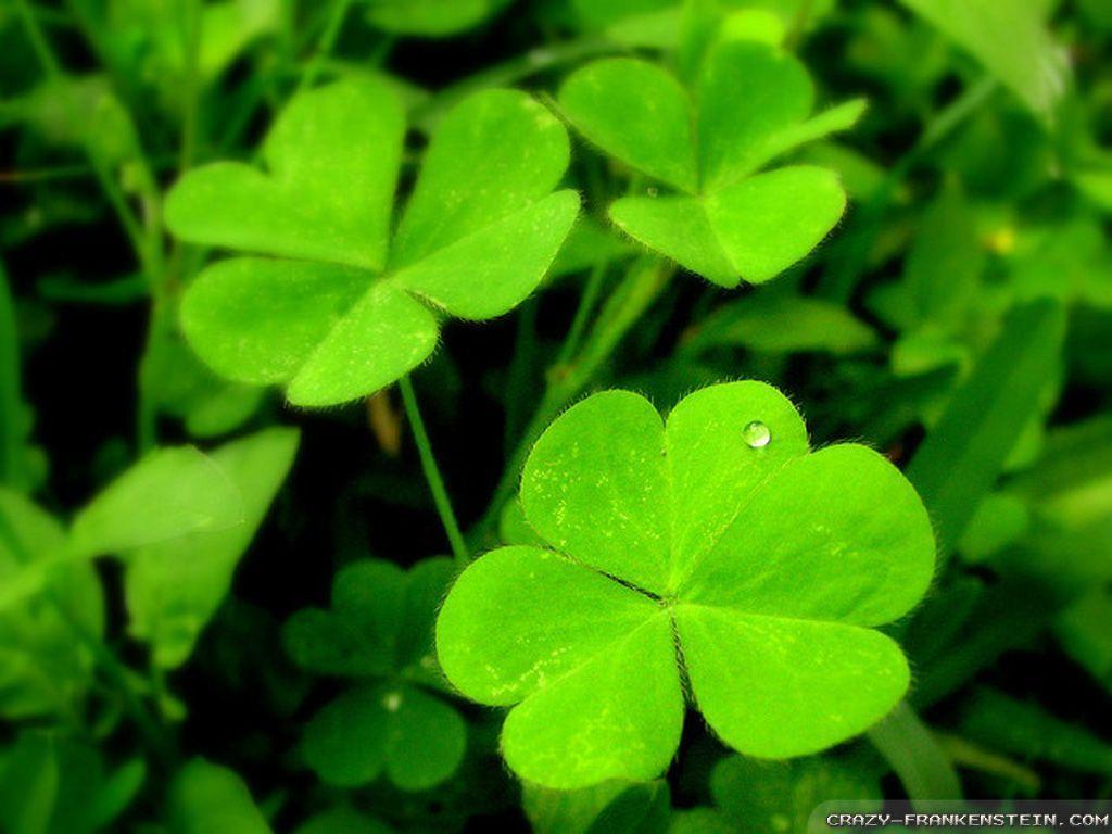 Shamrock Wallpapers - Wallpaper Cave