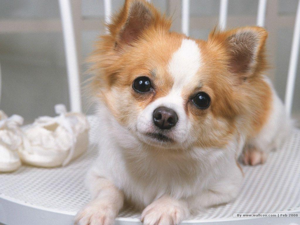 Cute puppies Photo Puppy Portraits 1024x768 NO.5 Desktop