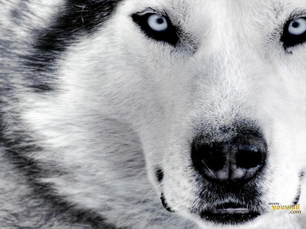 Wallpapers For > Baby Wolf Wallpapers
