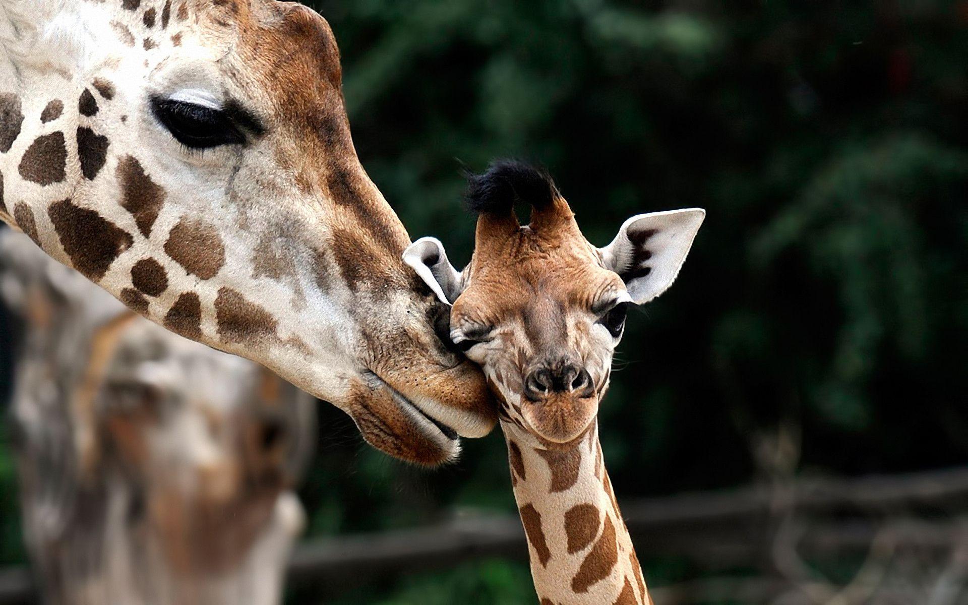 Download Giraffe Motherhood Wallpaper