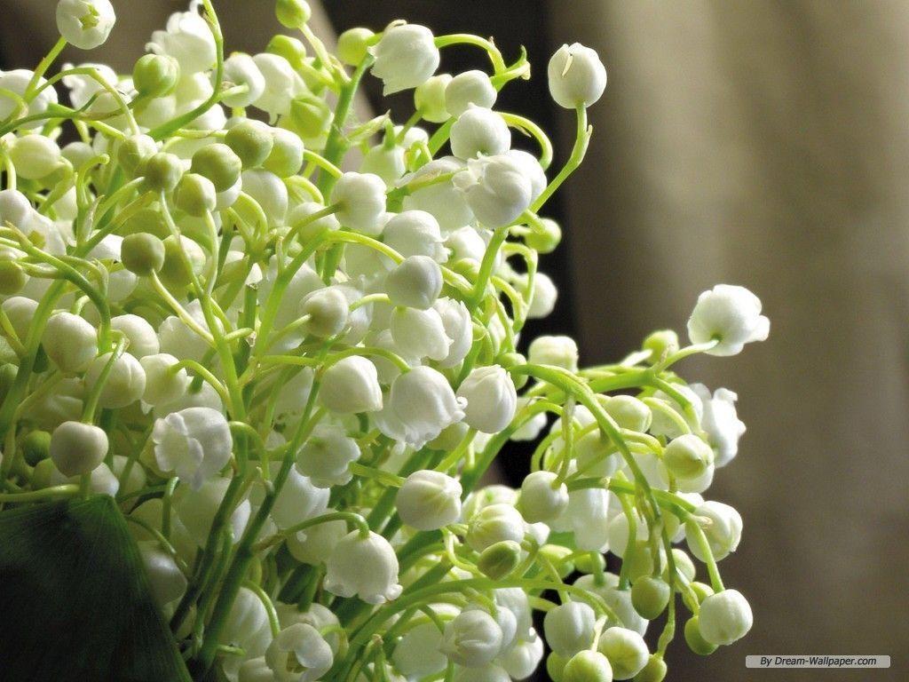 Free Wallpaper Flower wallpaper Flowers 1 wallpaper