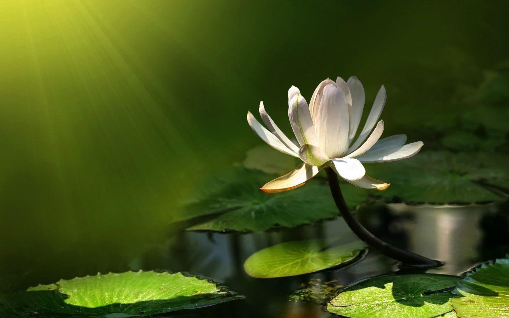 White Water Lily widescreen wallpaper. Wide