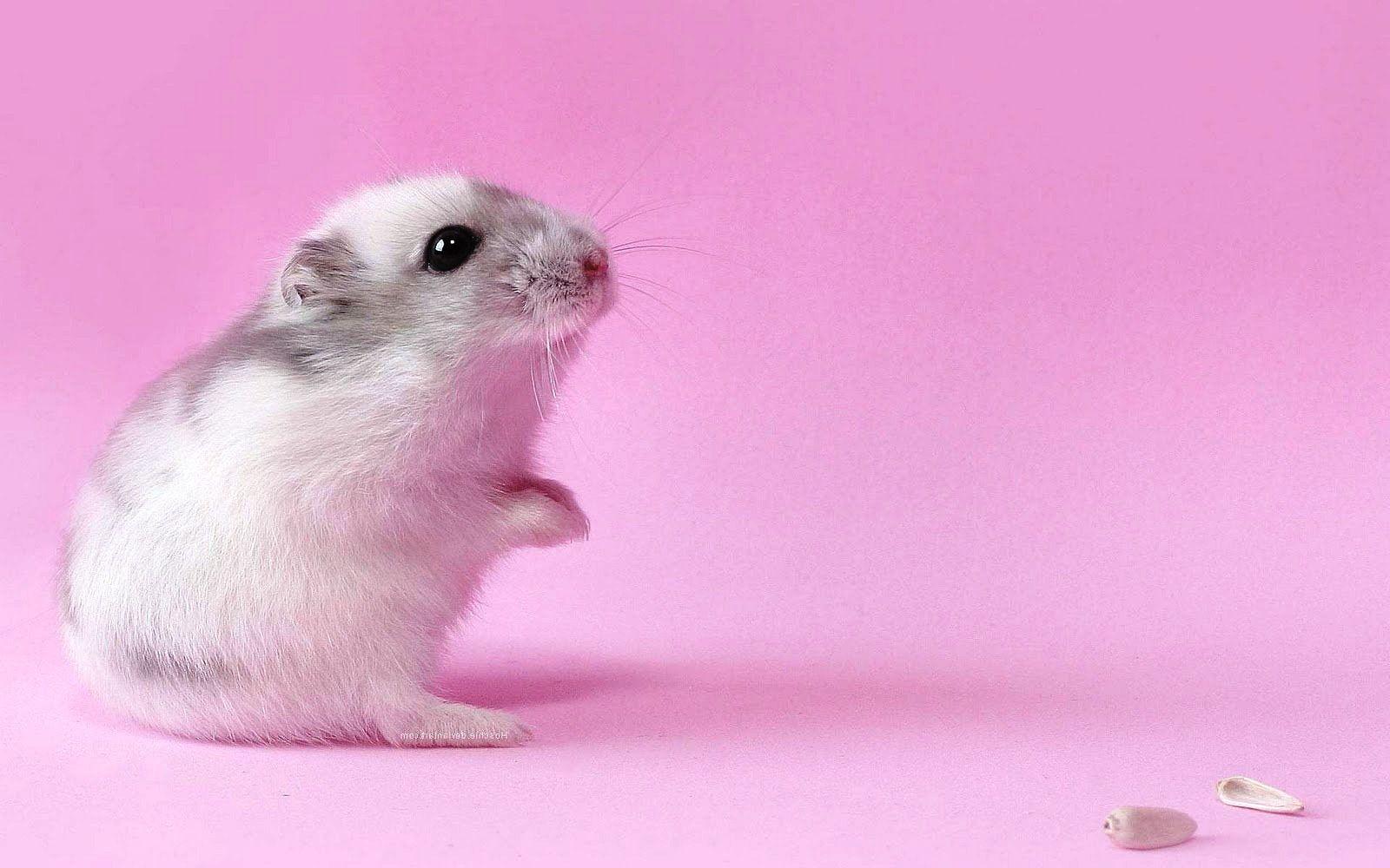 Cute Hamster HD Wallpaper Wallpaper Inn