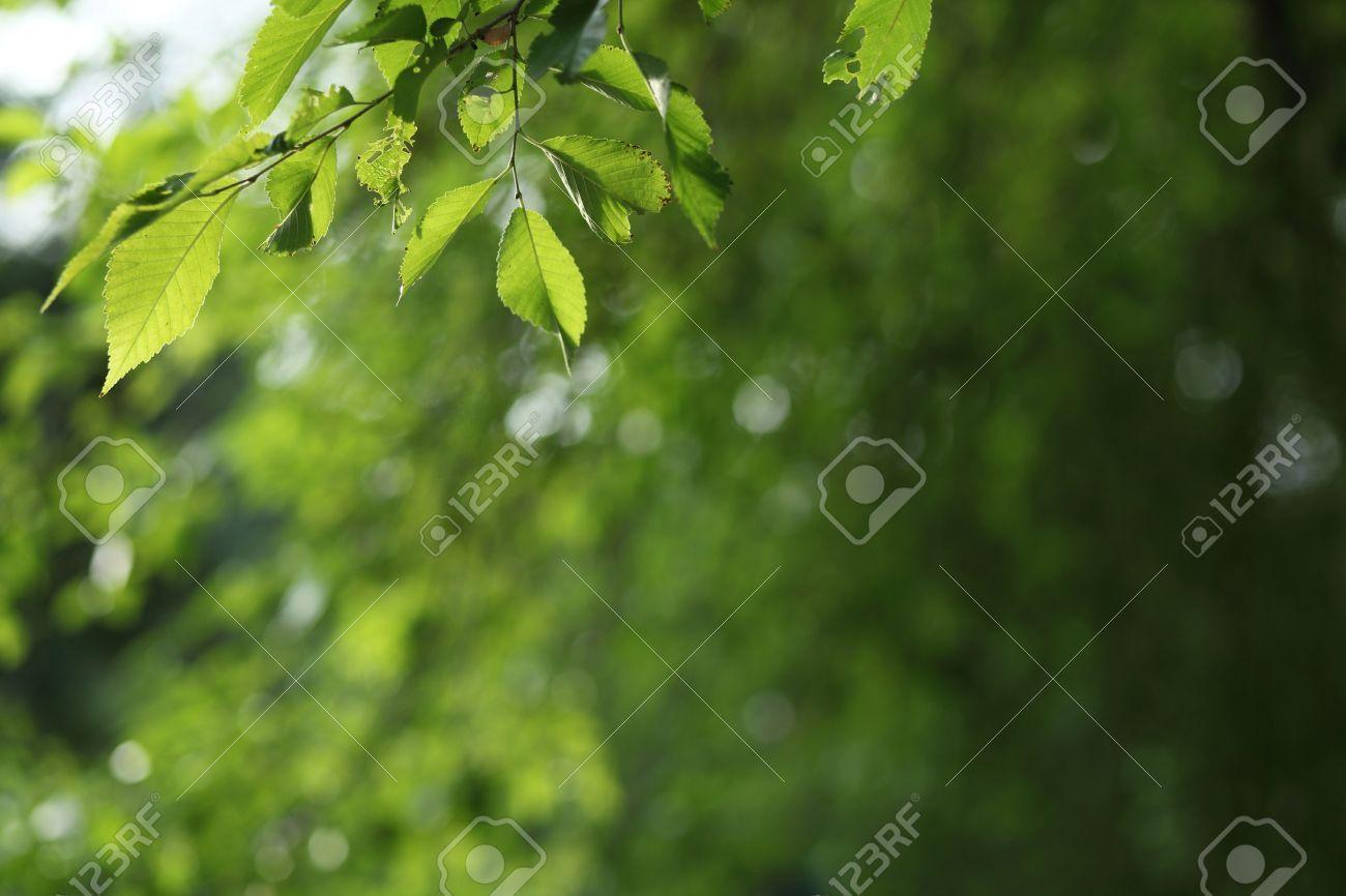 Beatiful Green Natural Background Tree Branch Lit
