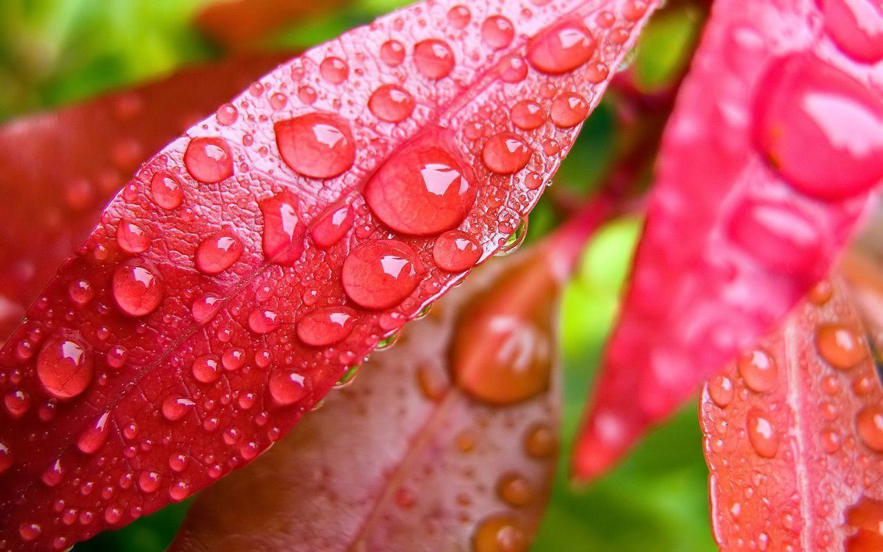 Desktop background // Animal Life // Flowers // Petals and Dew