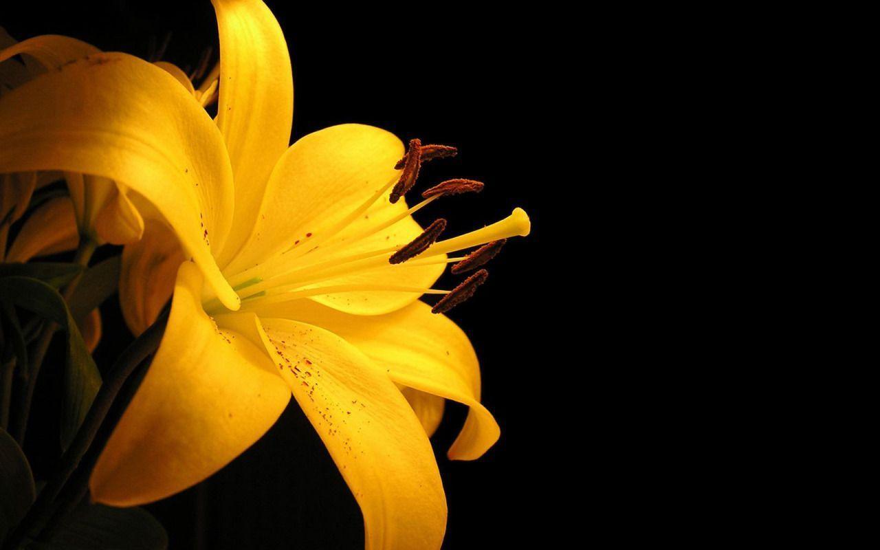 Yellow Easter Lily widescreen wallpaper. Wide