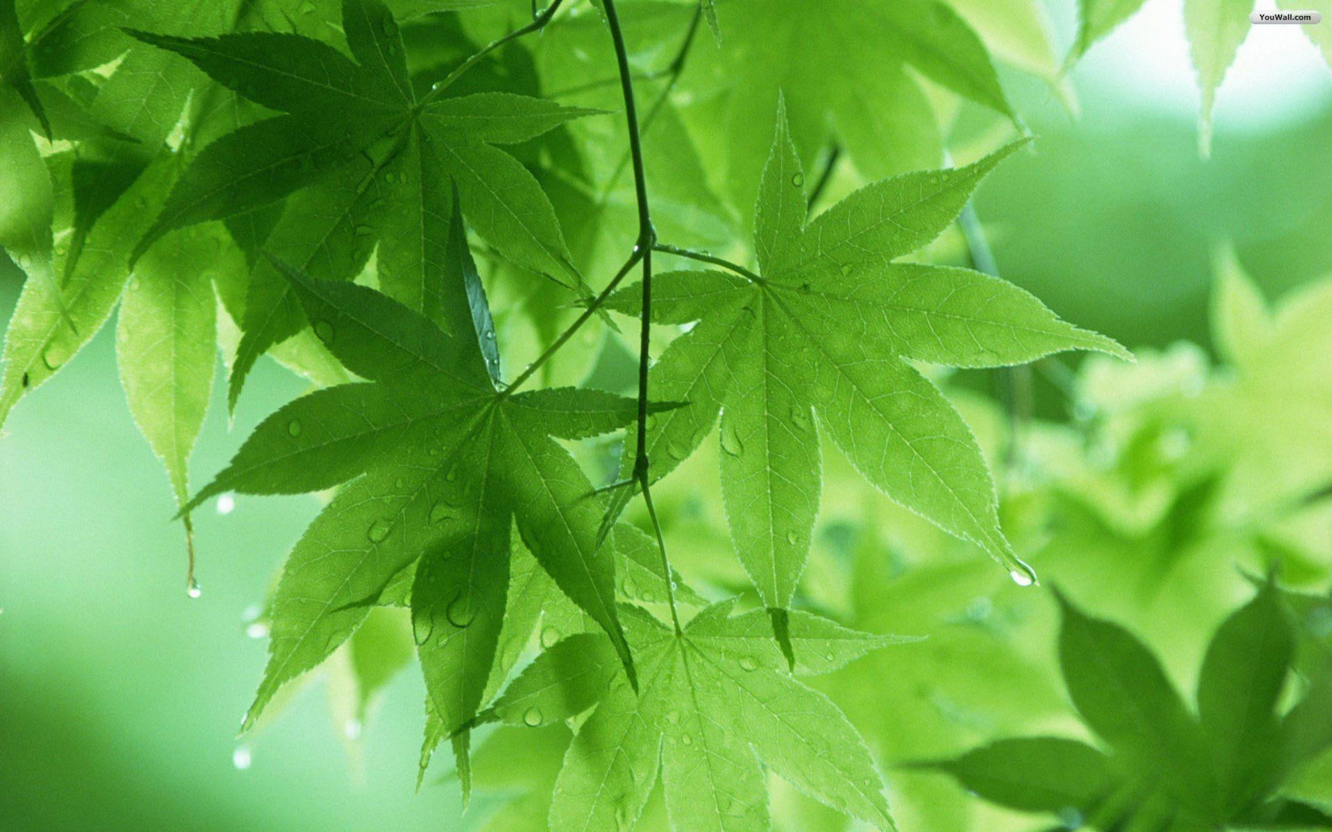 New Green Tree Foliage HD Wallpaper Free Download. HD Free