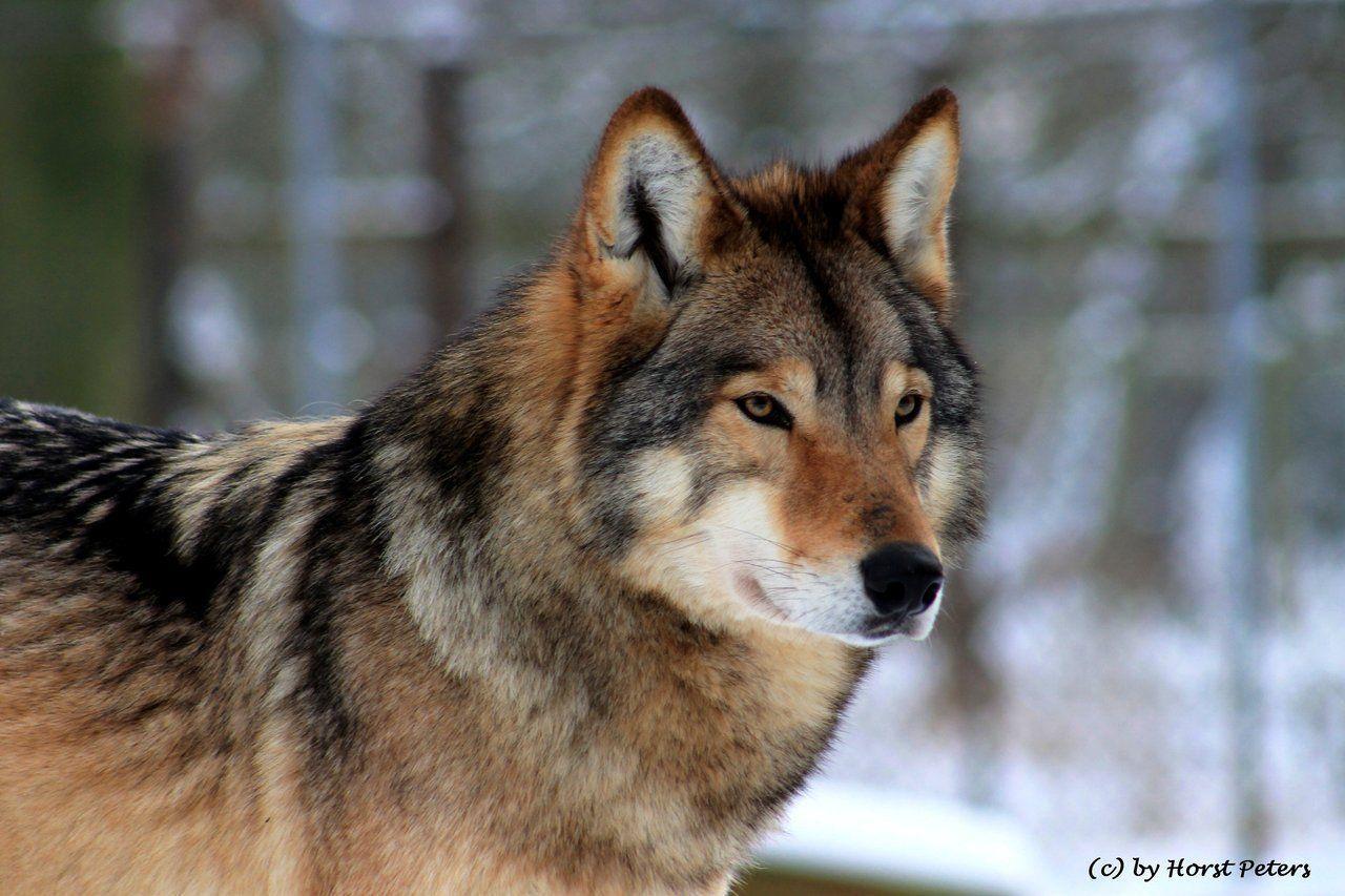 Timber Wolf / Timberwolf 4
