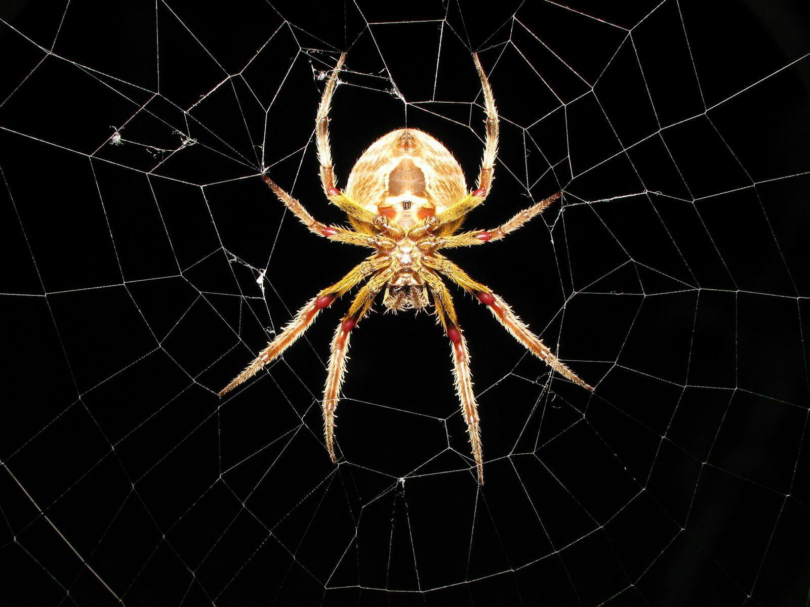 Spider in Net Wallpaper 1600x1200PX Wallpaper Spider