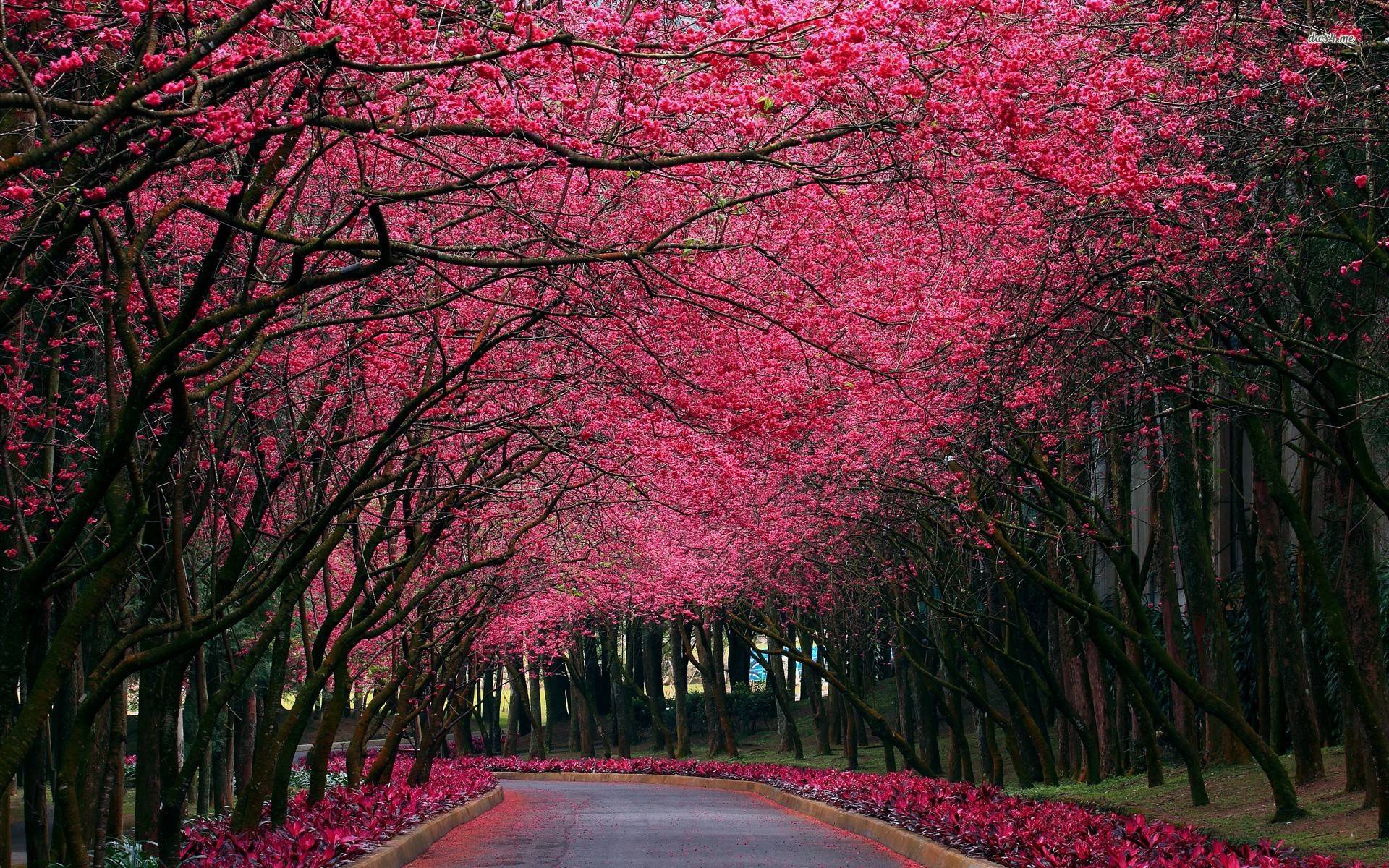 beautiful pink tree wallpaper