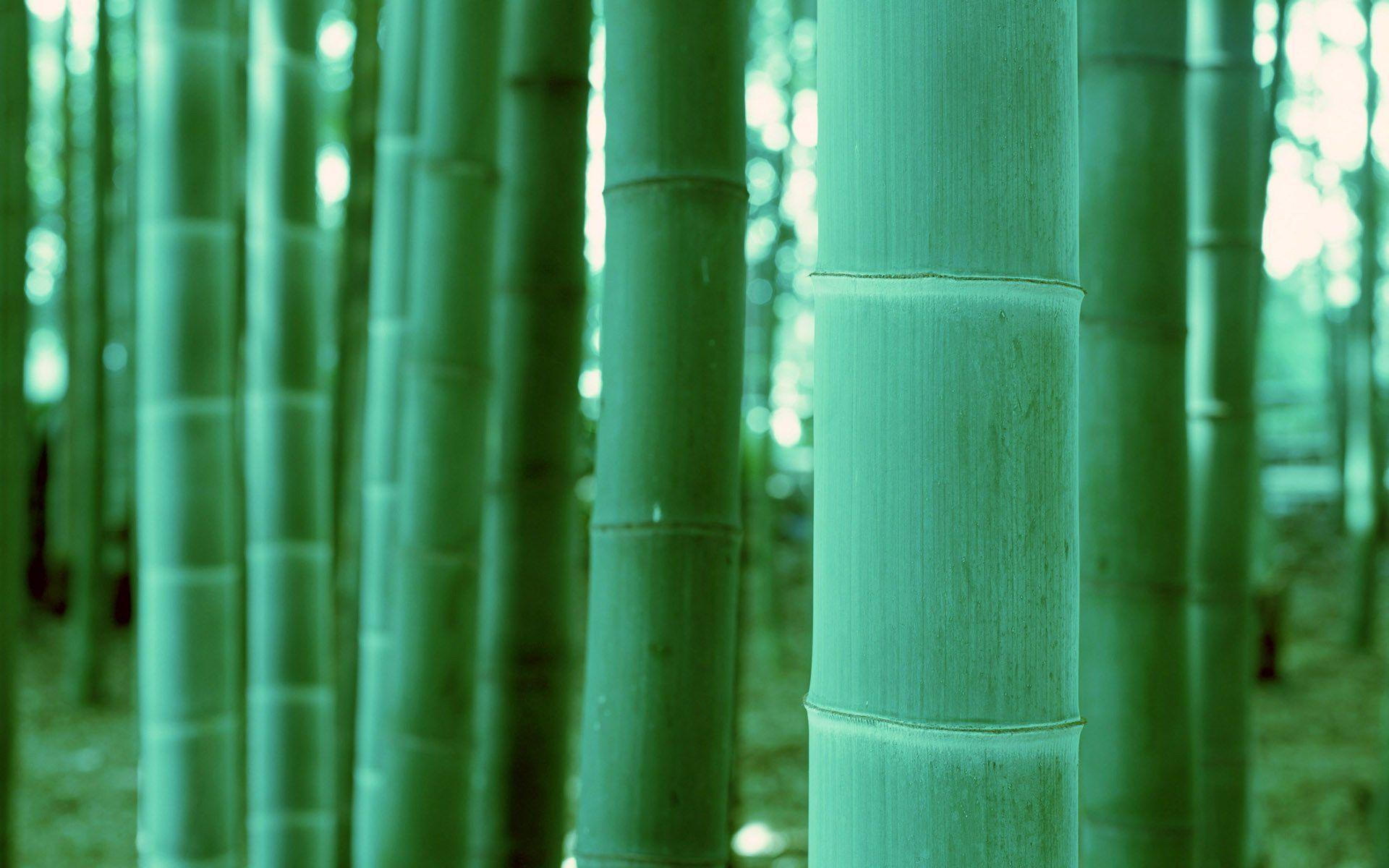 Green bamboo wallpaper Wallpaper Wallpaper 85329