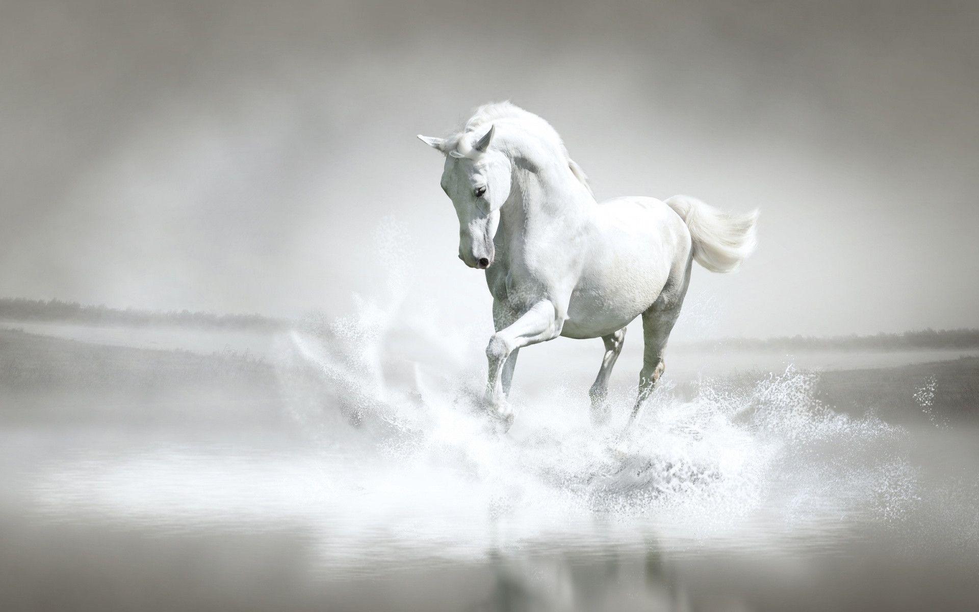 black and white horse wallpaper