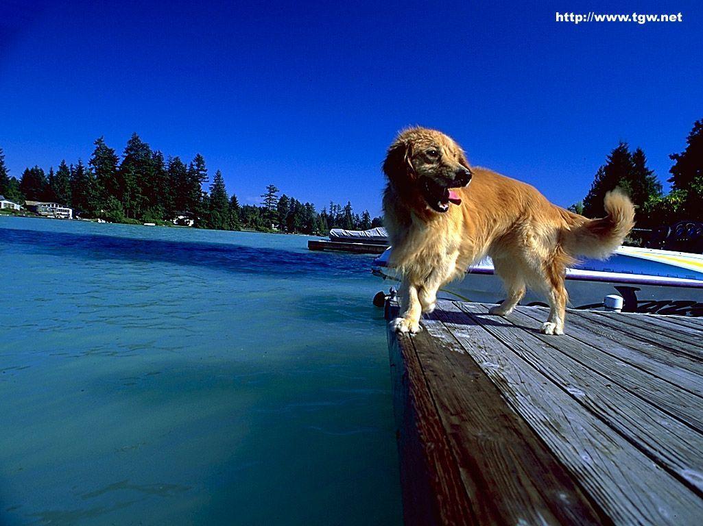 TGW.NET Desktop Background, Wallpaper: Just