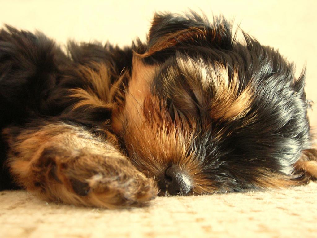 Sleeping Cute Yorkshire Terrier Desktop Wallpaper Sleep Picture