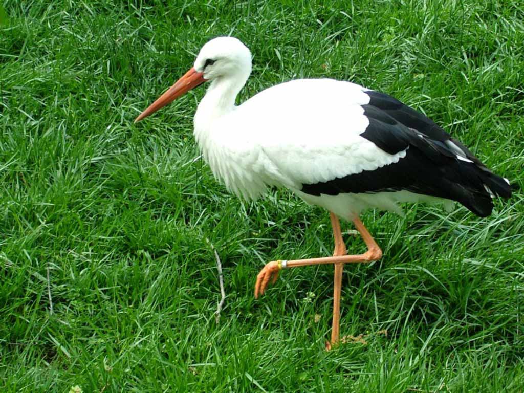 Stork Bird