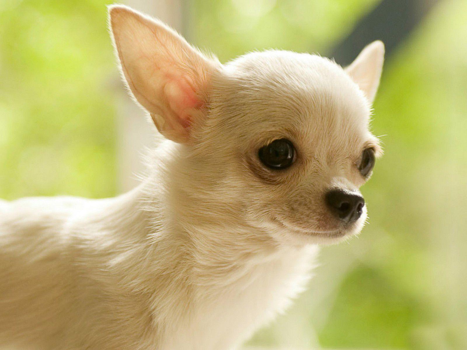 Chihuahua Wallpaper