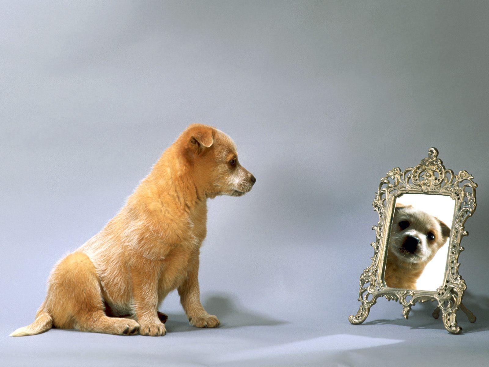 A Dog in front of Mirror Dog Wallpaper Background. Dogs