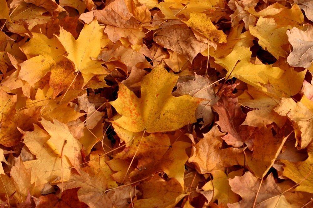 Autumn Falling Wallpaper and Picture Items