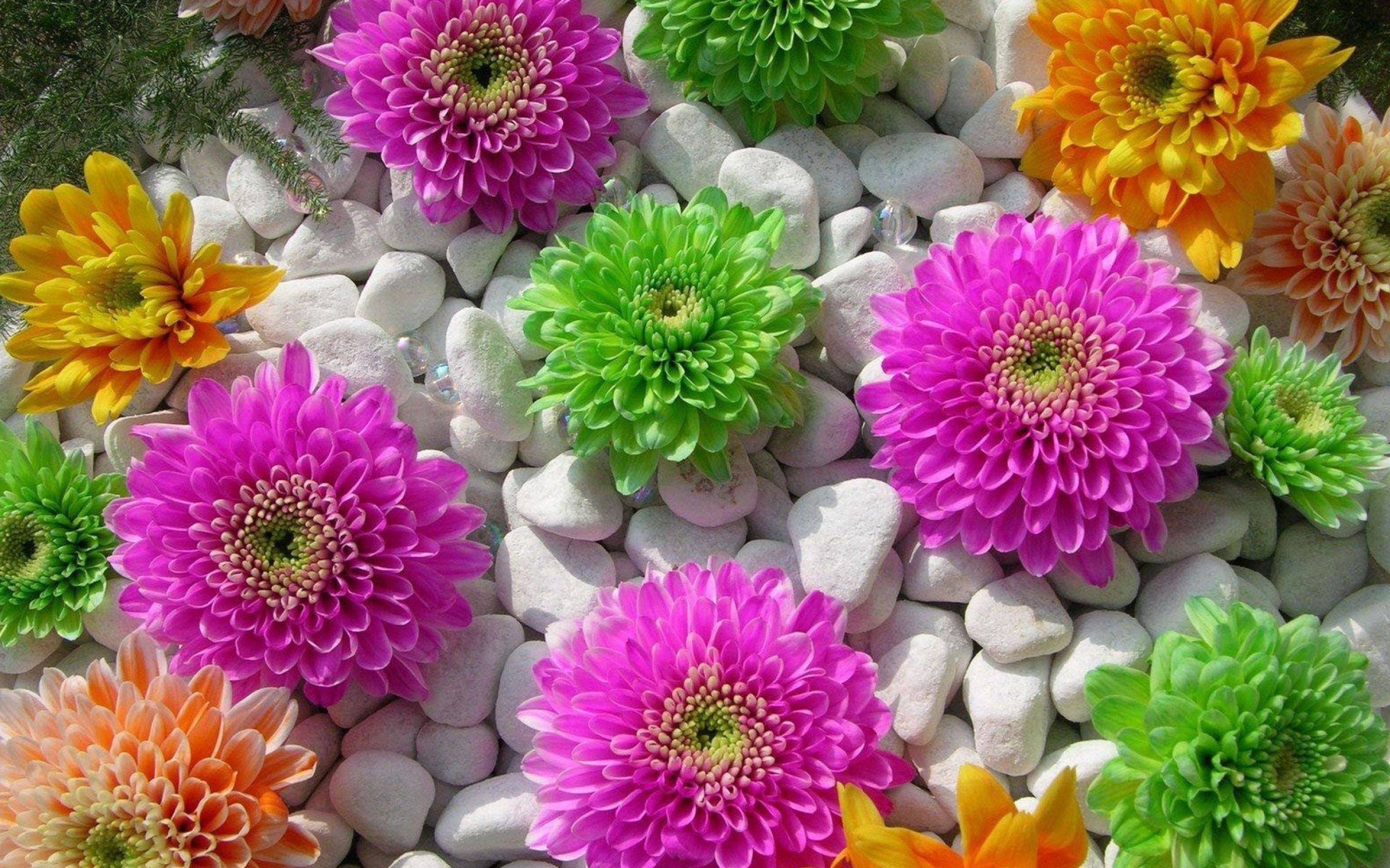 Colorful Flowers High Wallpaper