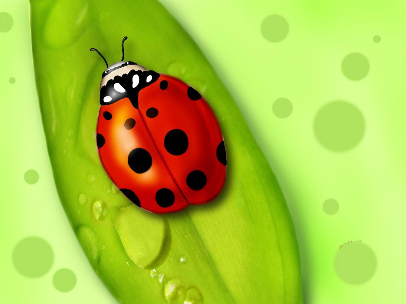 Ladybug Desktop Wallpaper. Free Download Ladybug Wallpaper HD
