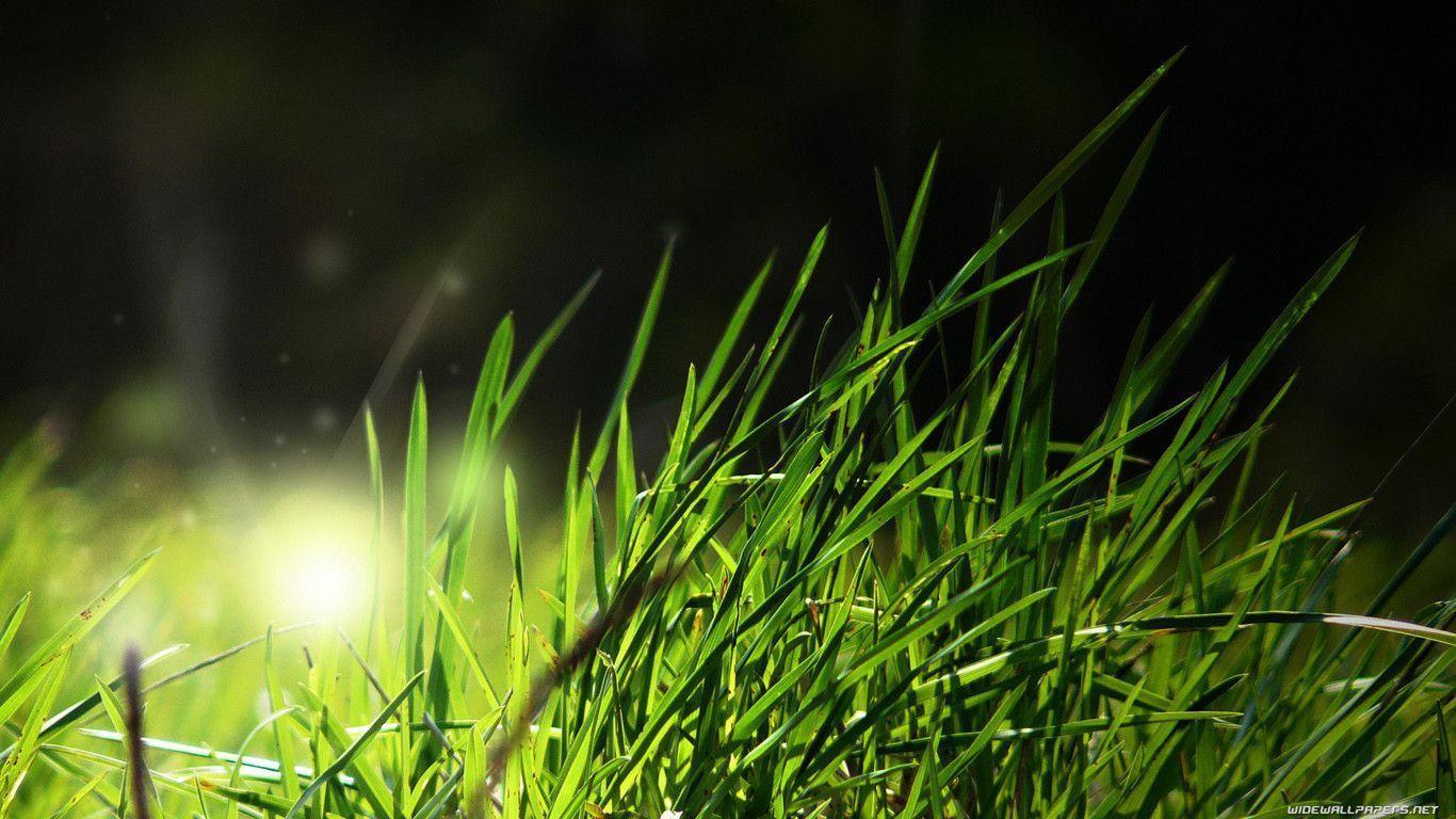 Green Nature Wallpaper 1366x768 Wallpaper. Green HD Wallpaper