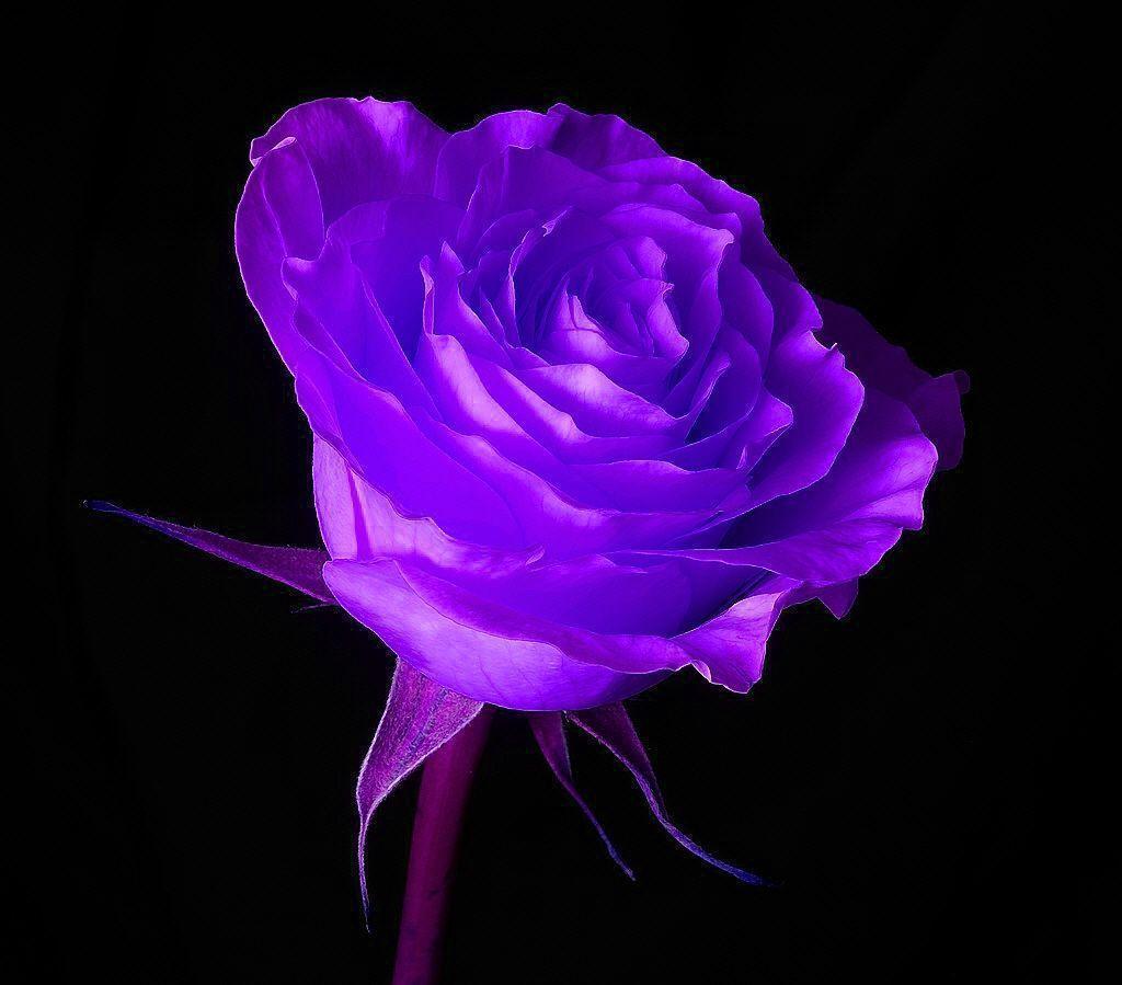 Free Purple Rose in Black Backgrounds wallpapers Wallpapers