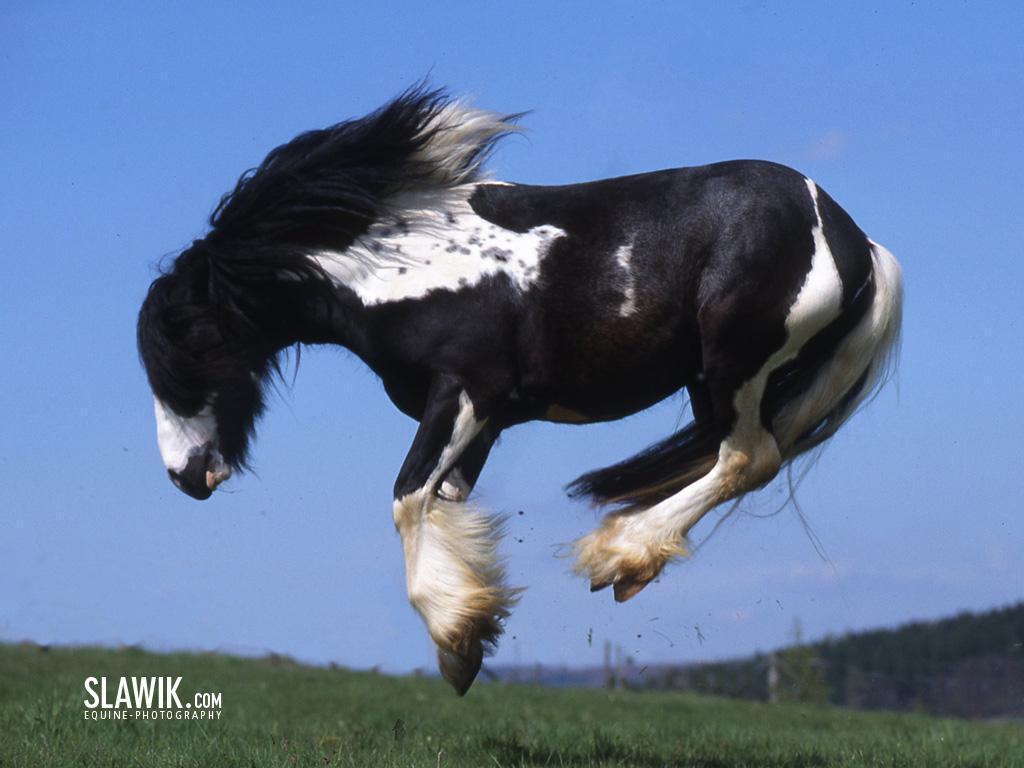 Slawik horse wallpaper