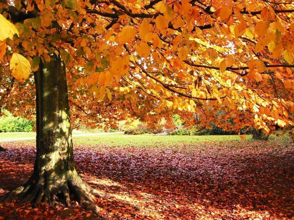 Fall Fun Lovely Autumn Wallpaper and Picture. Imageize: 362 kilobyte