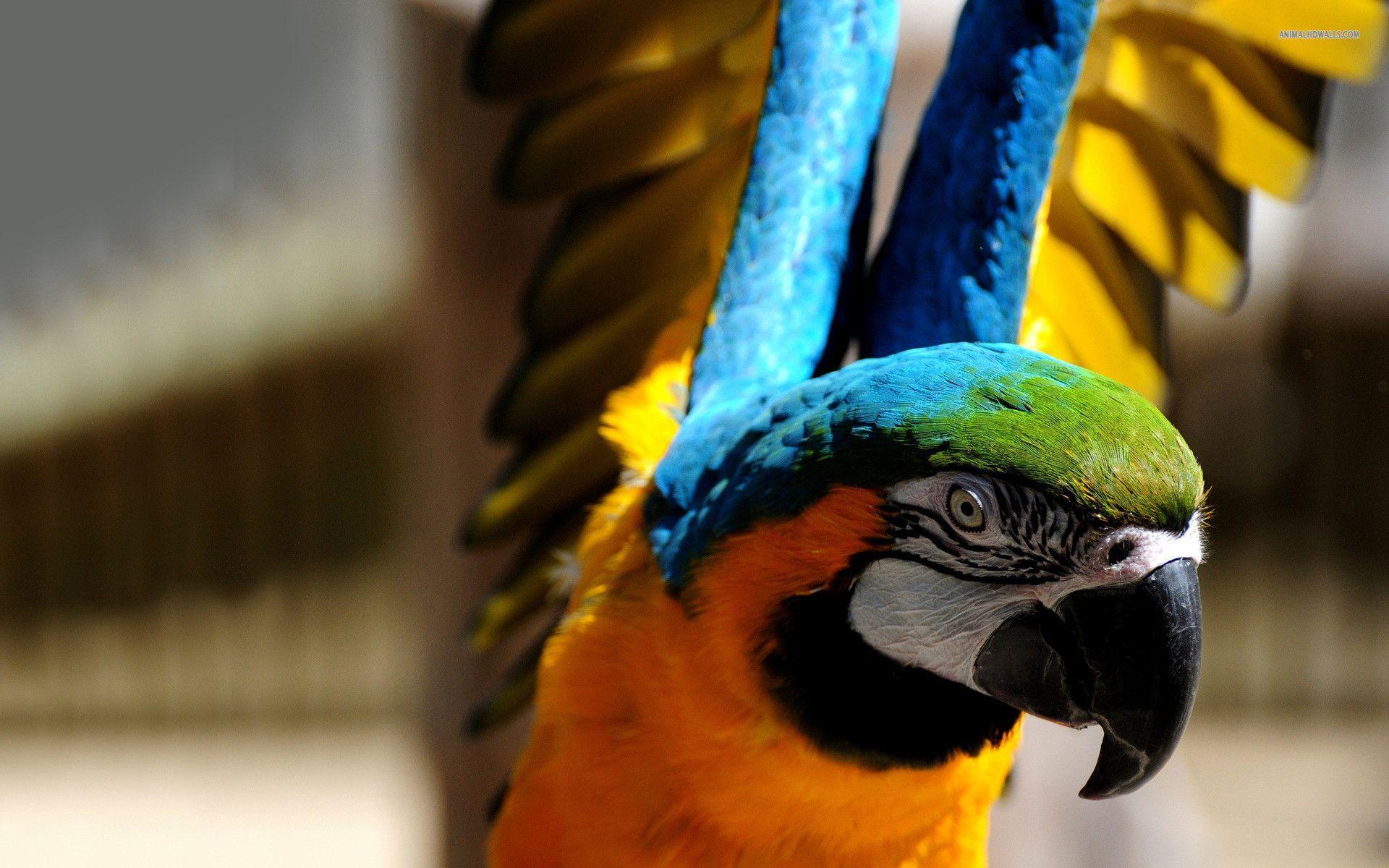 Blue And Yellow Macaw Wallpaper #