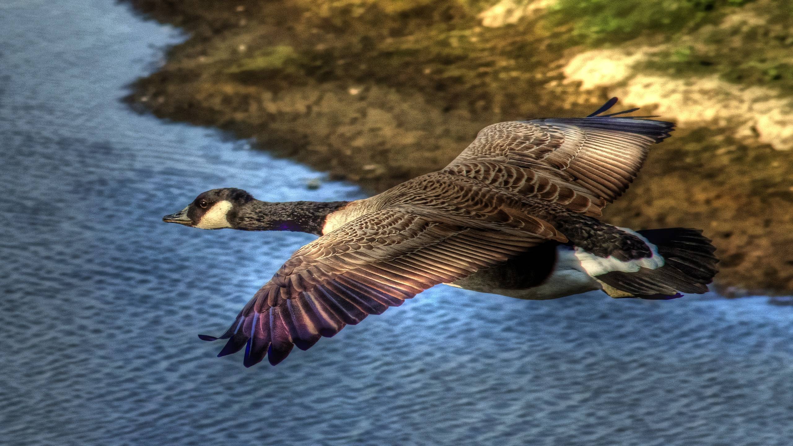 Flying Birds Geese, Desktop and mobile wallpaper