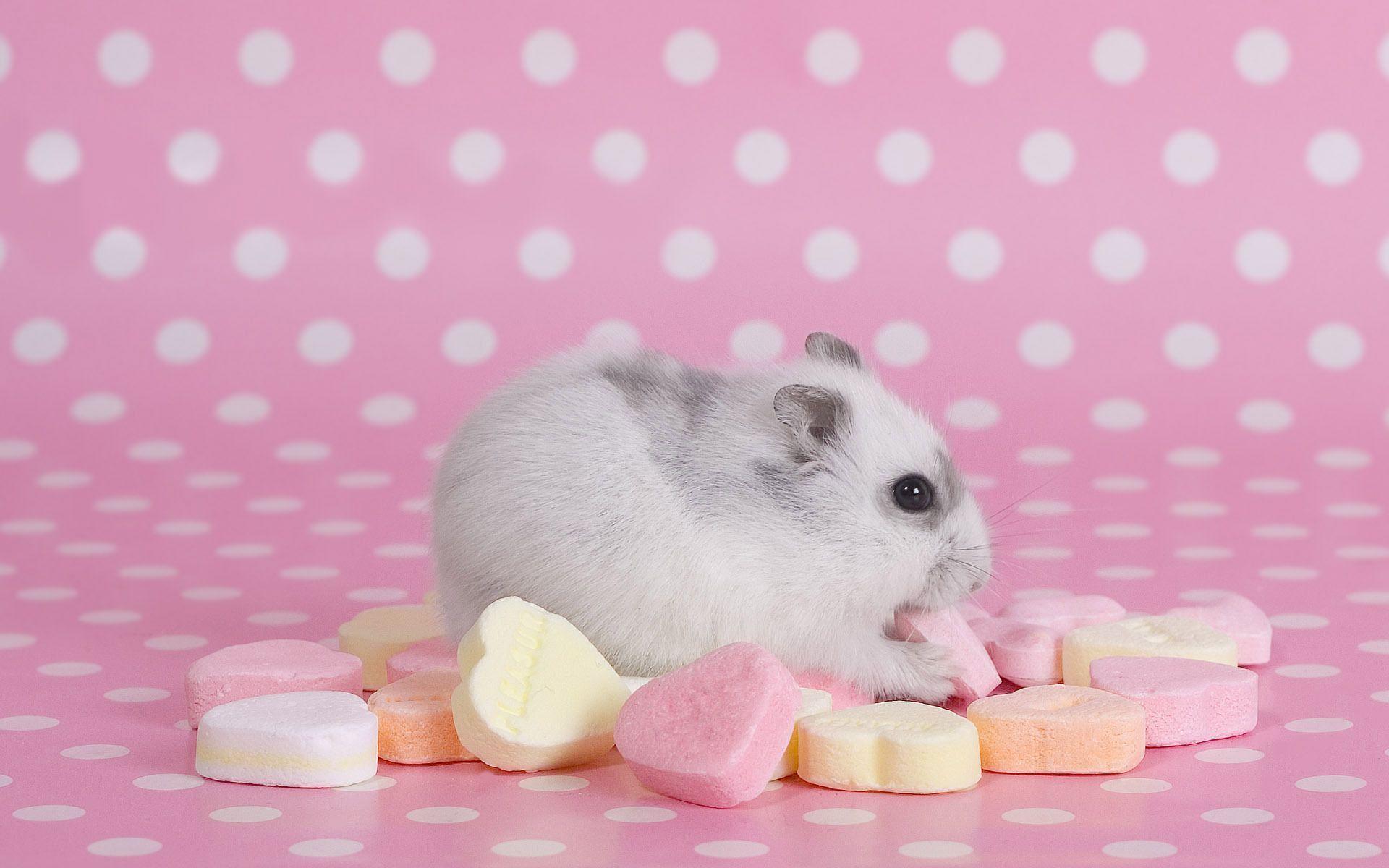Hamster eating candy HD mobile wallpaper Tiger. HD