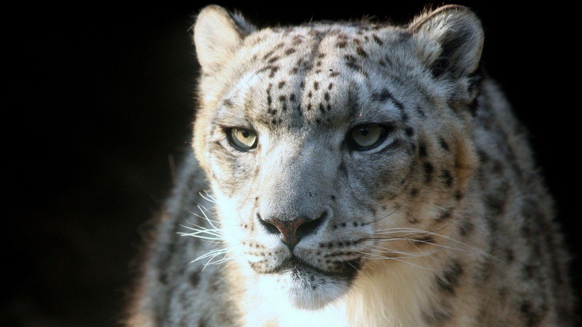 Description: The Wallpaper above is Snow Leopard Wallpaper