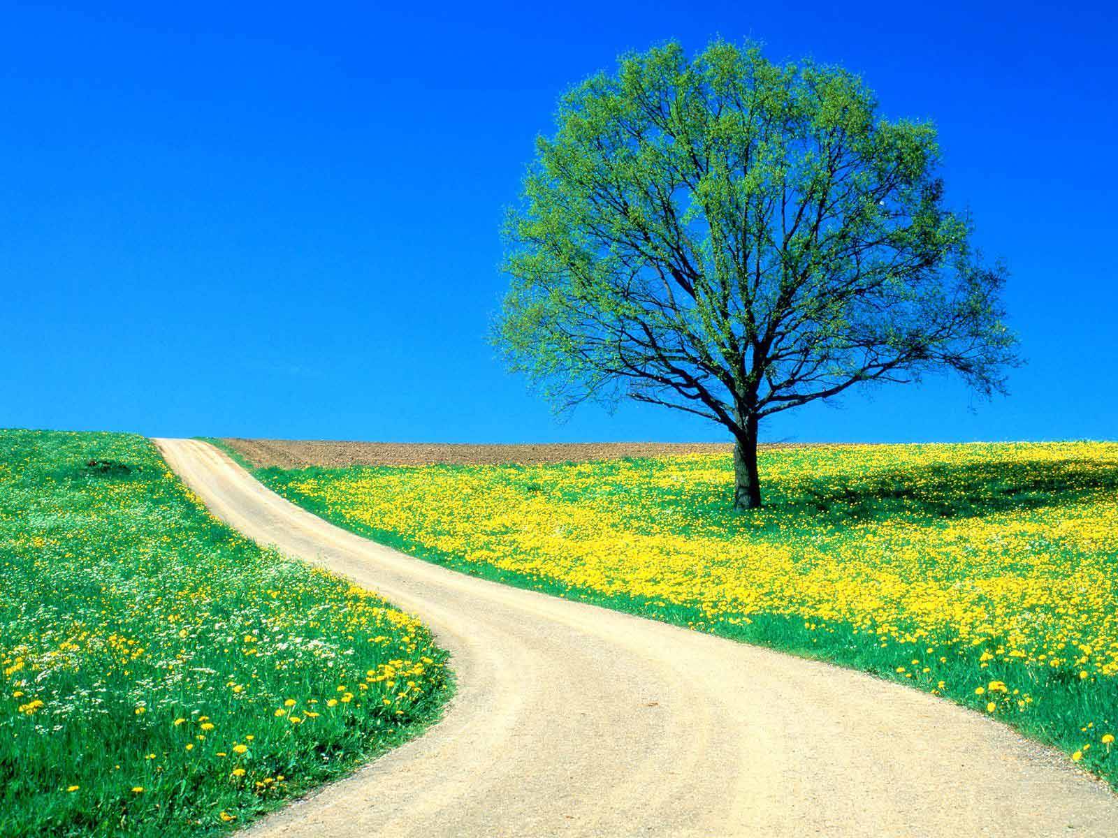 Nature Wallpaper Download For Desktop