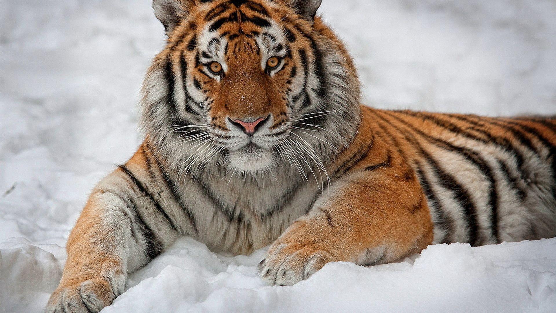 tiger wallpaper download Search Engine