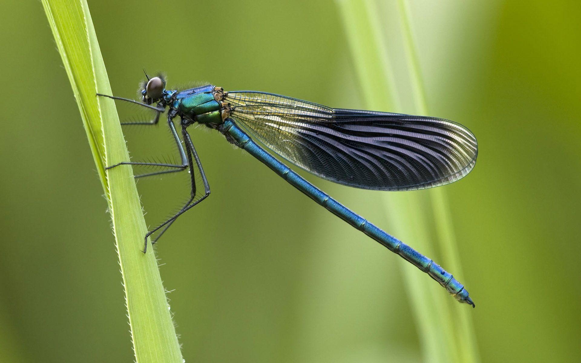 Dragonfly (id: 195574)