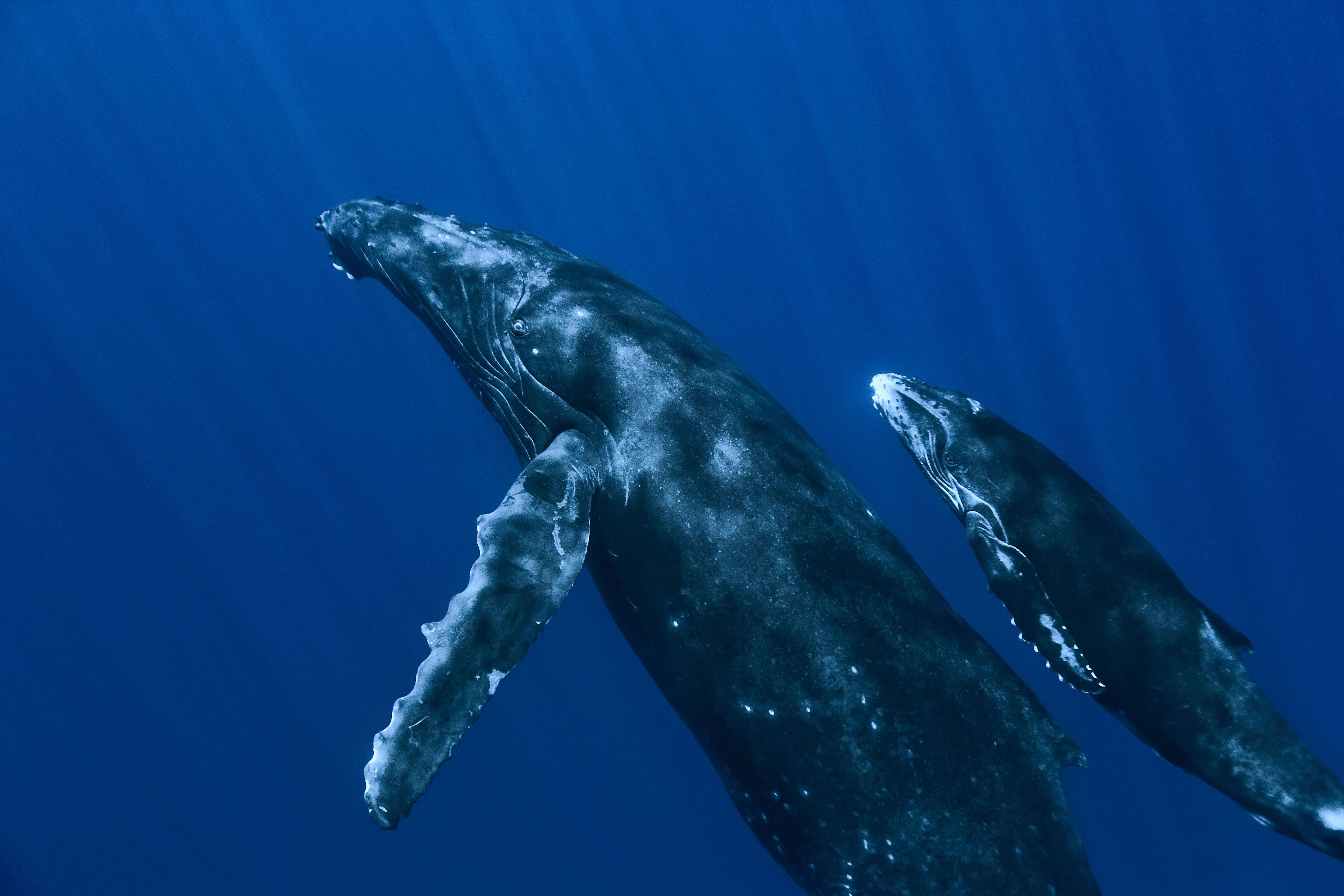 whales, the ocean, under water