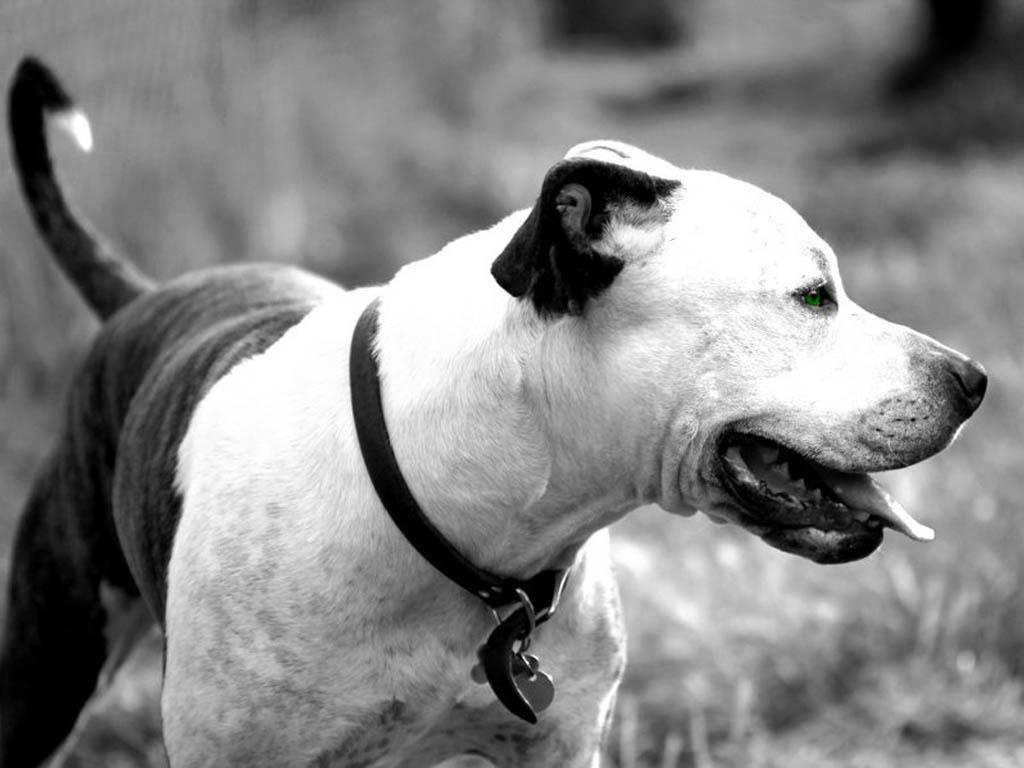 Pit bull Wallpaper Bull Mixed world of Purebred