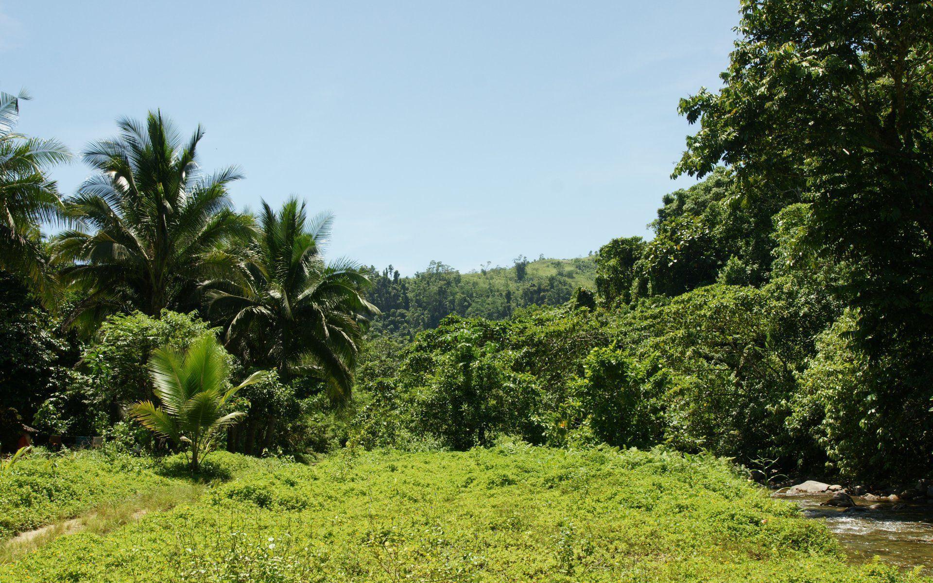  Jungle  Backgrounds  Wallpaper Cave