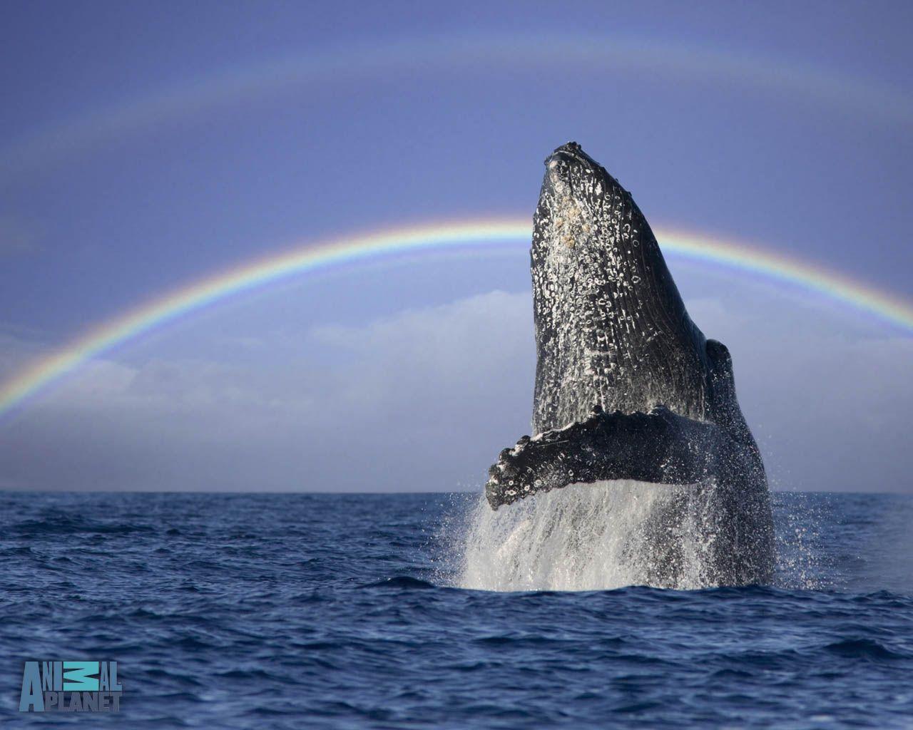 Hump Back Whale Whales Wallpaper